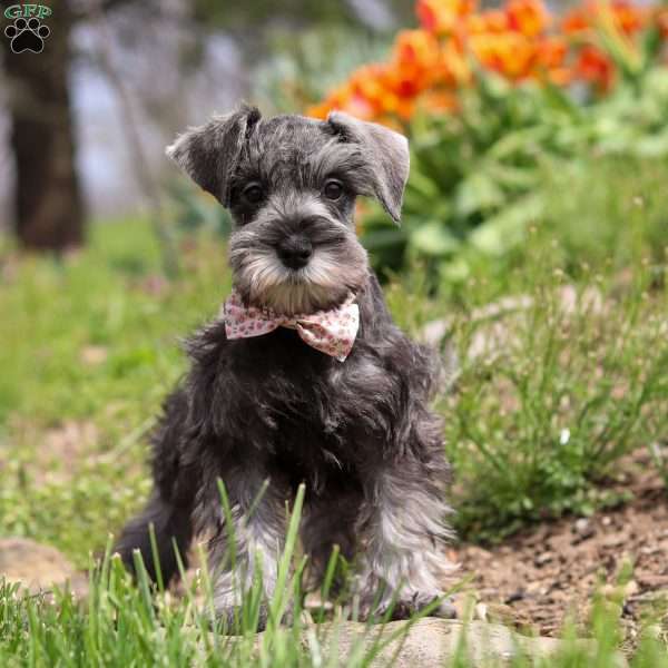 Navy, Miniature Schnauzer Puppy